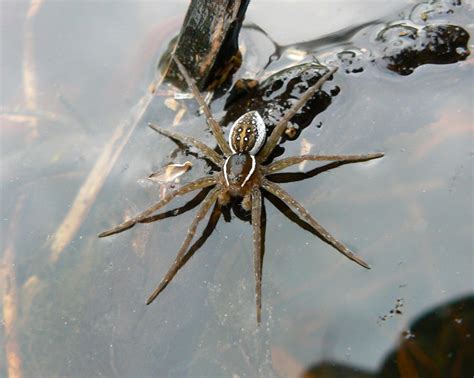 Fishing Spider .